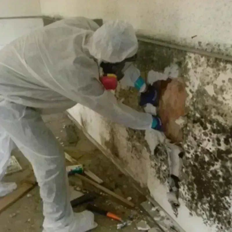 Mold Remediation and Removal in Garden City, ID